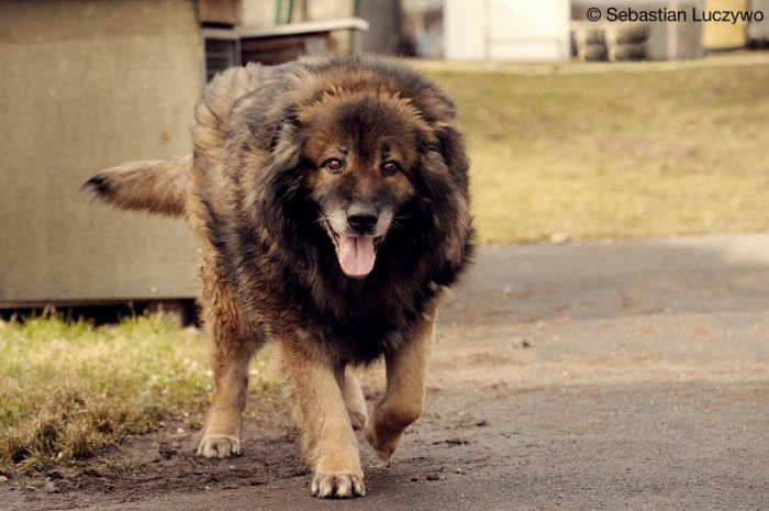 Cezar