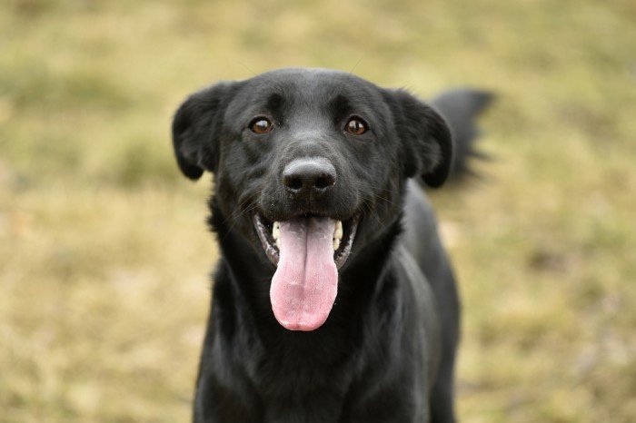 Brasco
