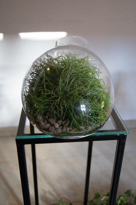 botanicum-zagoscio-w-muzeum-przyrodniczym-foto-62194