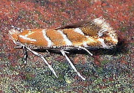 larwa-zzera-drzewa-6220