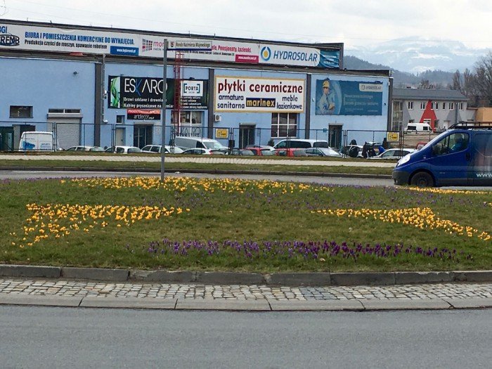 dziesiatki-tysiecy-kwiatow-na-miejskich-klombach-i-rabatach-foto-62437