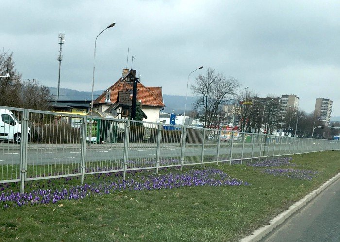 dziesiatki-tysiecy-kwiatow-na-miejskich-klombach-i-rabatach-foto-62437