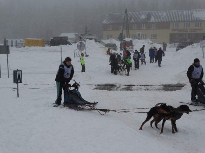 psy-w-zaprzegach-pod-opieka-adeptek-weterynarii-foto-62446