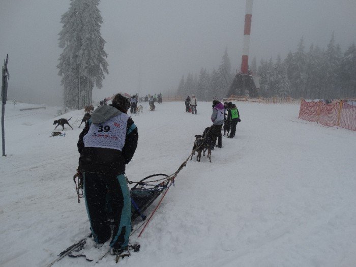 psy-w-zaprzegach-pod-opieka-adeptek-weterynarii-foto-62446