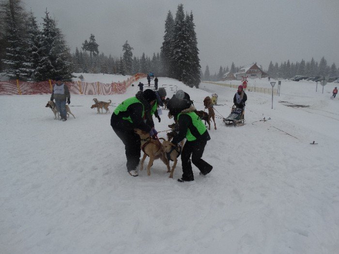 psy-w-zaprzegach-pod-opieka-adeptek-weterynarii-foto-62446