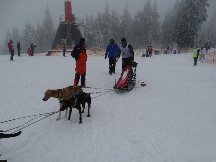 psy-w-zaprzegach-pod-opieka-adeptek-weterynarii-foto-62446