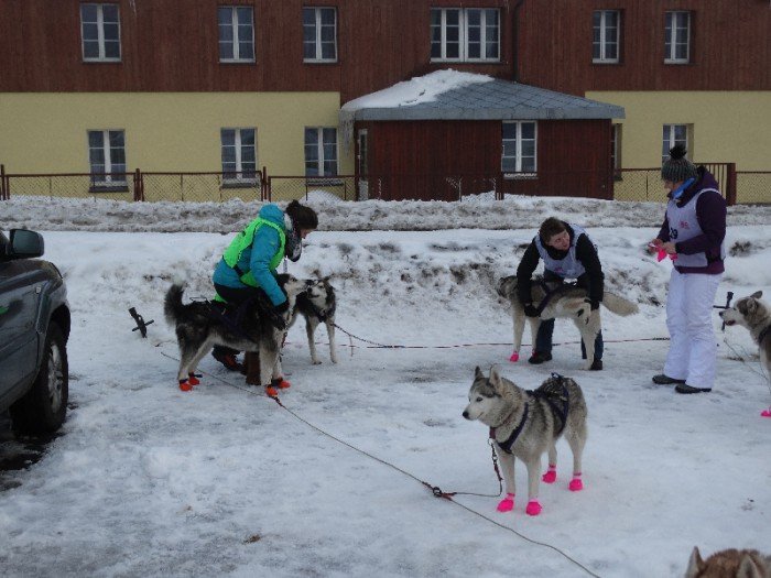 psy-w-zaprzegach-pod-opieka-adeptek-weterynarii-foto-62446
