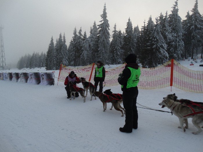 psy-w-zaprzegach-pod-opieka-adeptek-weterynarii-foto-62446