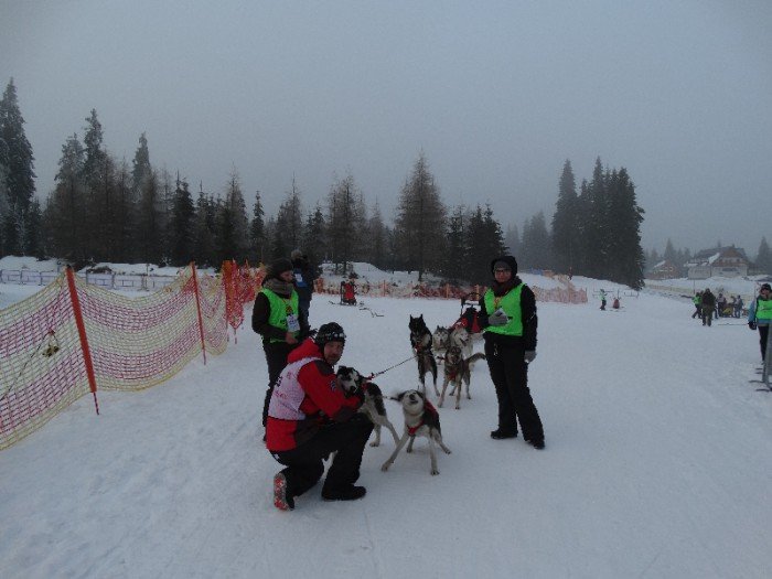 psy-w-zaprzegach-pod-opieka-adeptek-weterynarii-foto-62446