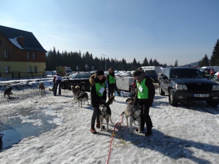 psy-w-zaprzegach-pod-opieka-adeptek-weterynarii-foto-62446