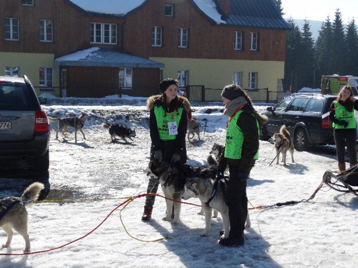 psy-w-zaprzegach-pod-opieka-adeptek-weterynarii-foto-62446