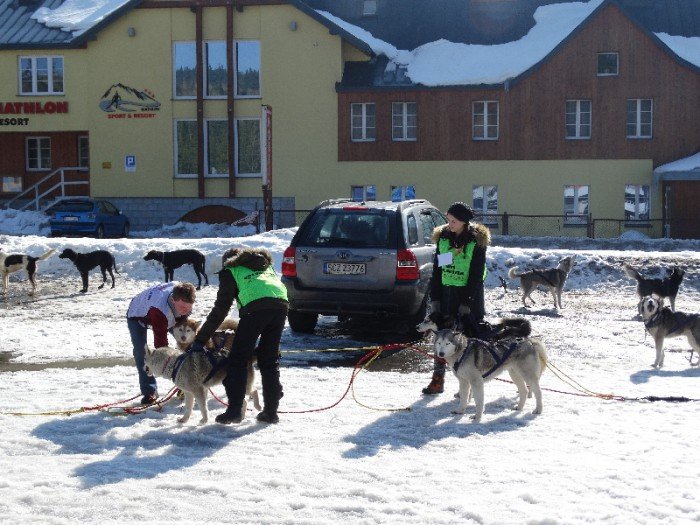 psy-w-zaprzegach-pod-opieka-adeptek-weterynarii-foto-62446