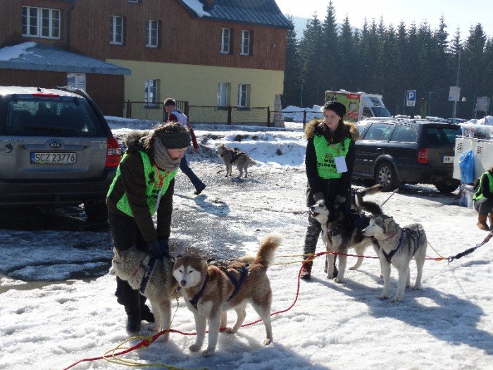 psy-w-zaprzegach-pod-opieka-adeptek-weterynarii-foto-62446