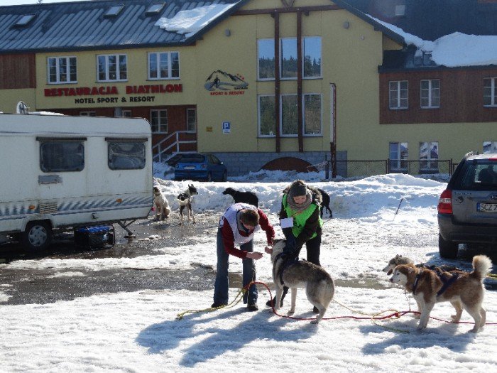 psy-w-zaprzegach-pod-opieka-adeptek-weterynarii-foto-62446