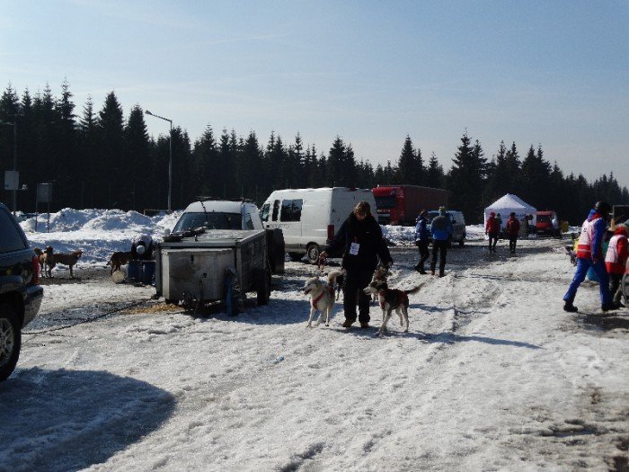 psy-w-zaprzegach-pod-opieka-adeptek-weterynarii-foto-62446