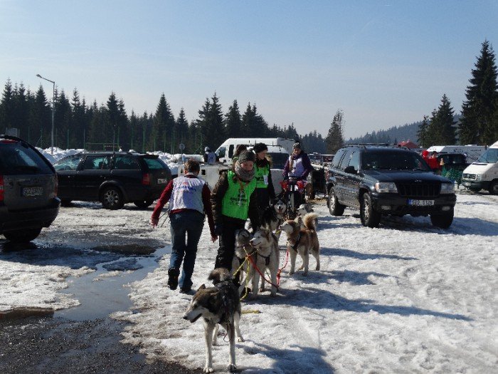 psy-w-zaprzegach-pod-opieka-adeptek-weterynarii-foto-62446