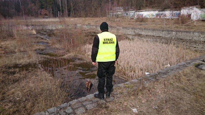 psy-w-niecce-basenu-na-rakownicy-foto-62490