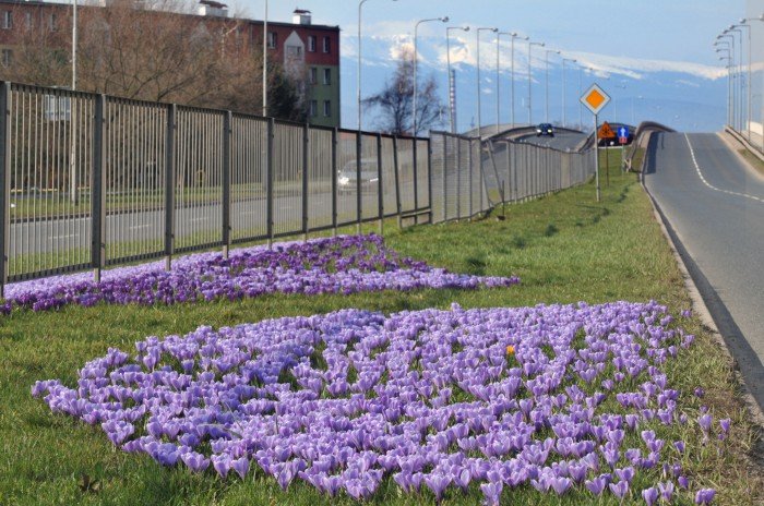 jelenia-gora-zakwita-tysiacami-krokusow-foto-62720