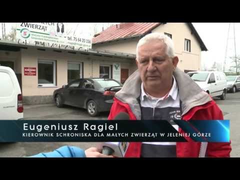 koci-problem-video-62755