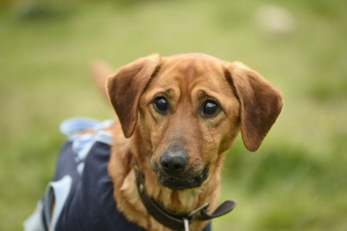 Rufus