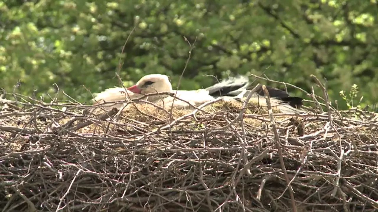 konkurs-dla-mieszkancow-gminy-gryfow-slaski-video-63128