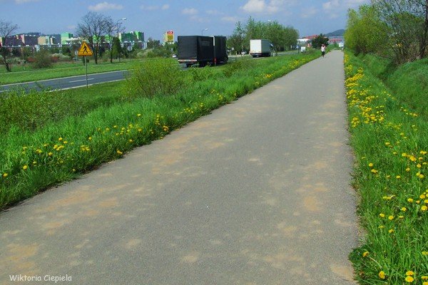 kto-posprzata-zabocona-droge-rowerowa-foto-63176