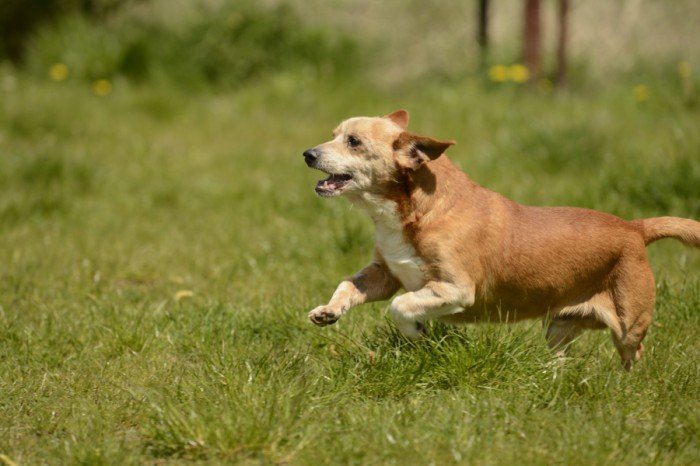 Gucio