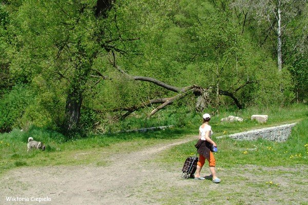 czytelnik-kiedy-usuna-zamana-wierzbe-foto-63241