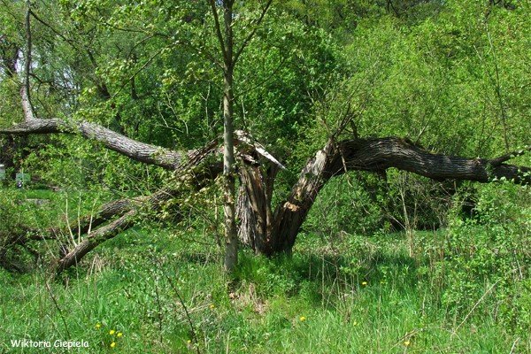 czytelnik-kiedy-usuna-zamana-wierzbe-foto-63241