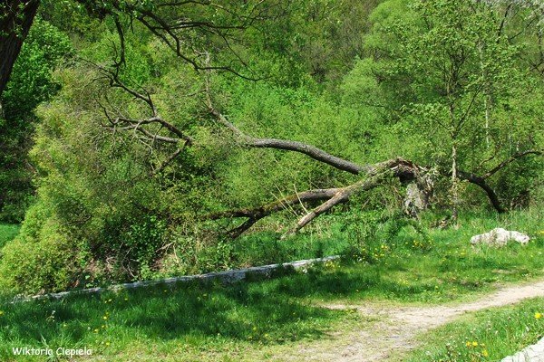 czytelnik-kiedy-usuna-zamana-wierzbe-foto-63241