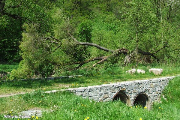 czytelnik-kiedy-usuna-zamana-wierzbe-foto-63241