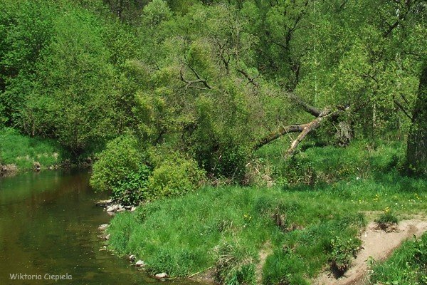 czytelnik-kiedy-usuna-zamana-wierzbe-foto-63241
