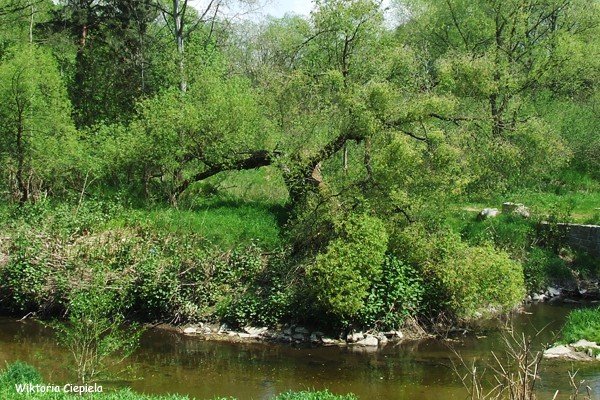 czytelnik-kiedy-usuna-zamana-wierzbe-foto-63241