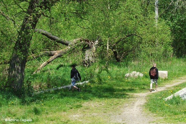 czytelnik-kiedy-usuna-zamana-wierzbe-foto-63241