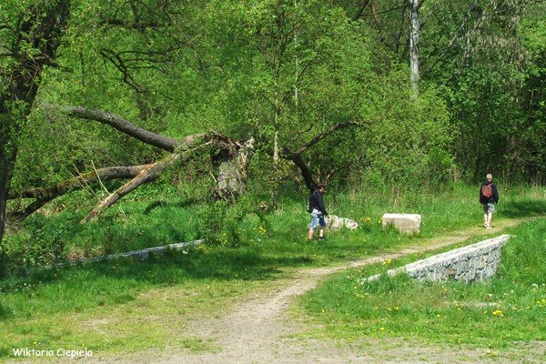 czytelnik-kiedy-usuna-zamana-wierzbe-foto-63241