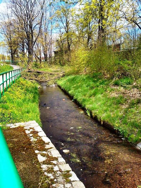 czytelnik-kiedy-usuna-zamana-wierzbe-foto-63241