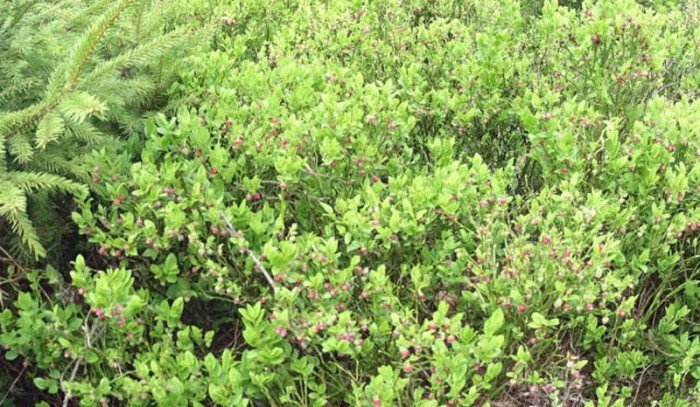 poaczeni-mioscia-do-pasji-foto-63327