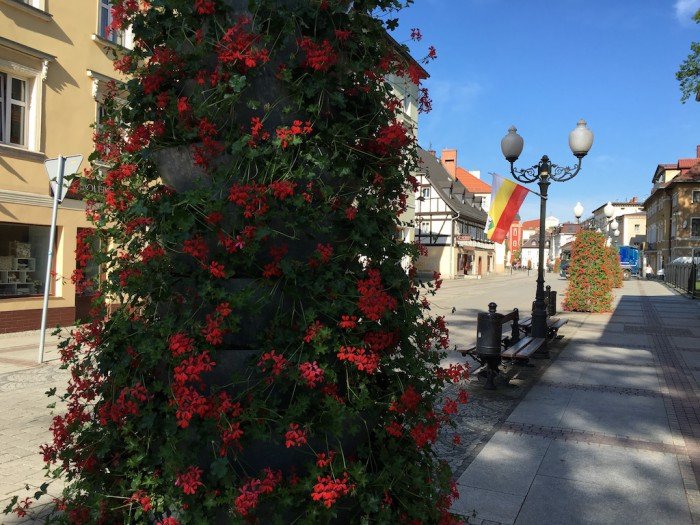 w-miescie-zaczerwienio-sie-od-pelargonii-foto-63361