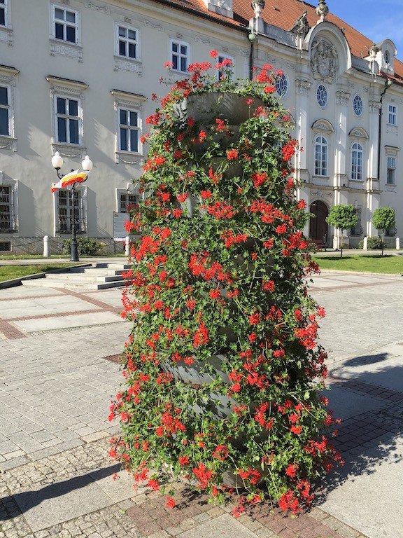 w-miescie-zaczerwienio-sie-od-pelargonii-foto-63361