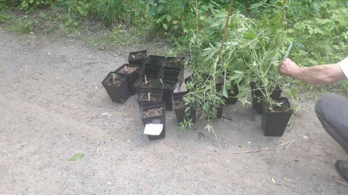 policjanci-zlikwidowali-uprawe-konopi-indyjskich-foto-63383