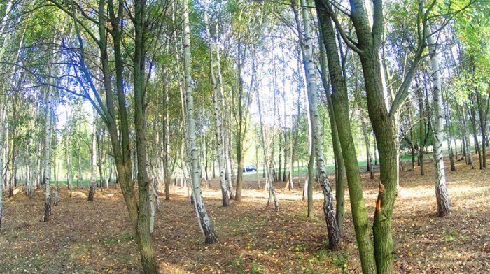 na-zabobrzu-bedzie-park-dla-psow-foto-63472
