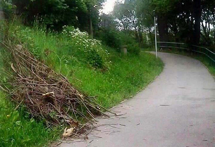 po-zamanej-wierzbie-zosta-baagan-foto-63509