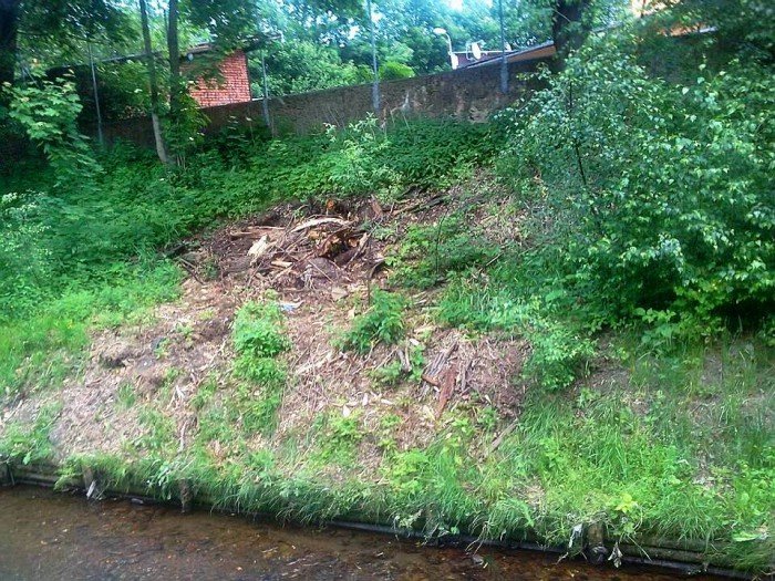 po-zamanej-wierzbie-zosta-baagan-foto-63509
