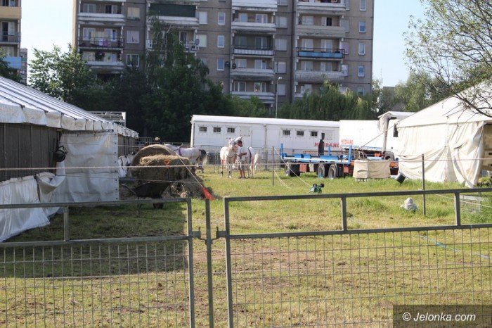 co-z-zakazem-dla-cyrkow-foto-63557