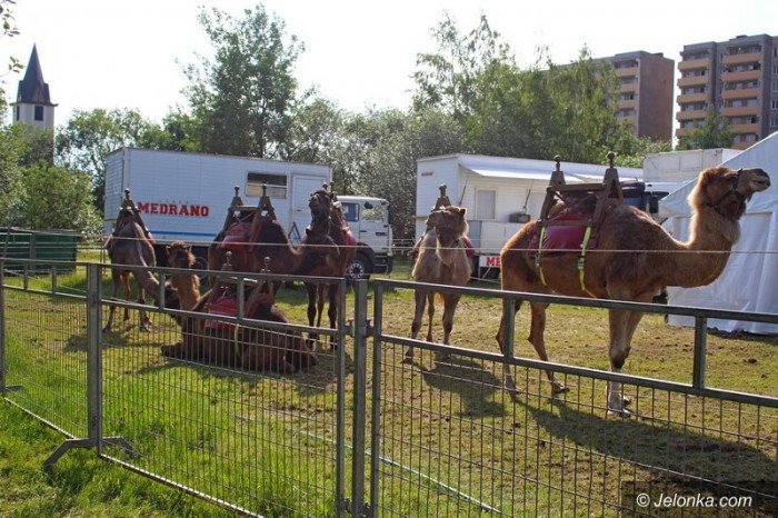 co-z-zakazem-dla-cyrkow-foto-63557