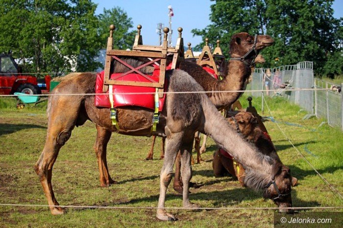 co-z-zakazem-dla-cyrkow-foto-63557