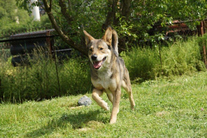 Fulki