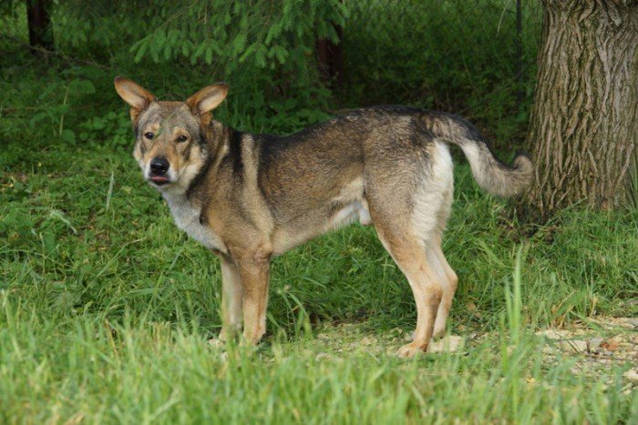 Fulki