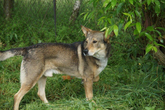 Fulki