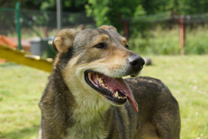 Fulki